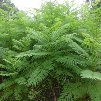 供应蓝花楹苗和蓝花楹简介 广西三角梅苗基地