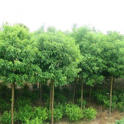 供应香樟苗和芳樟苗 玉林樟木苗和香樟基地