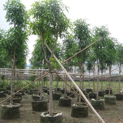 供应扁桃苗和广西扁桃和紫薇树园艺场