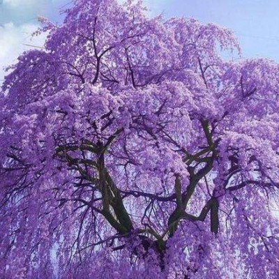 供应蓝花楹苗和蓝花楹生态园 广西紫薇基地