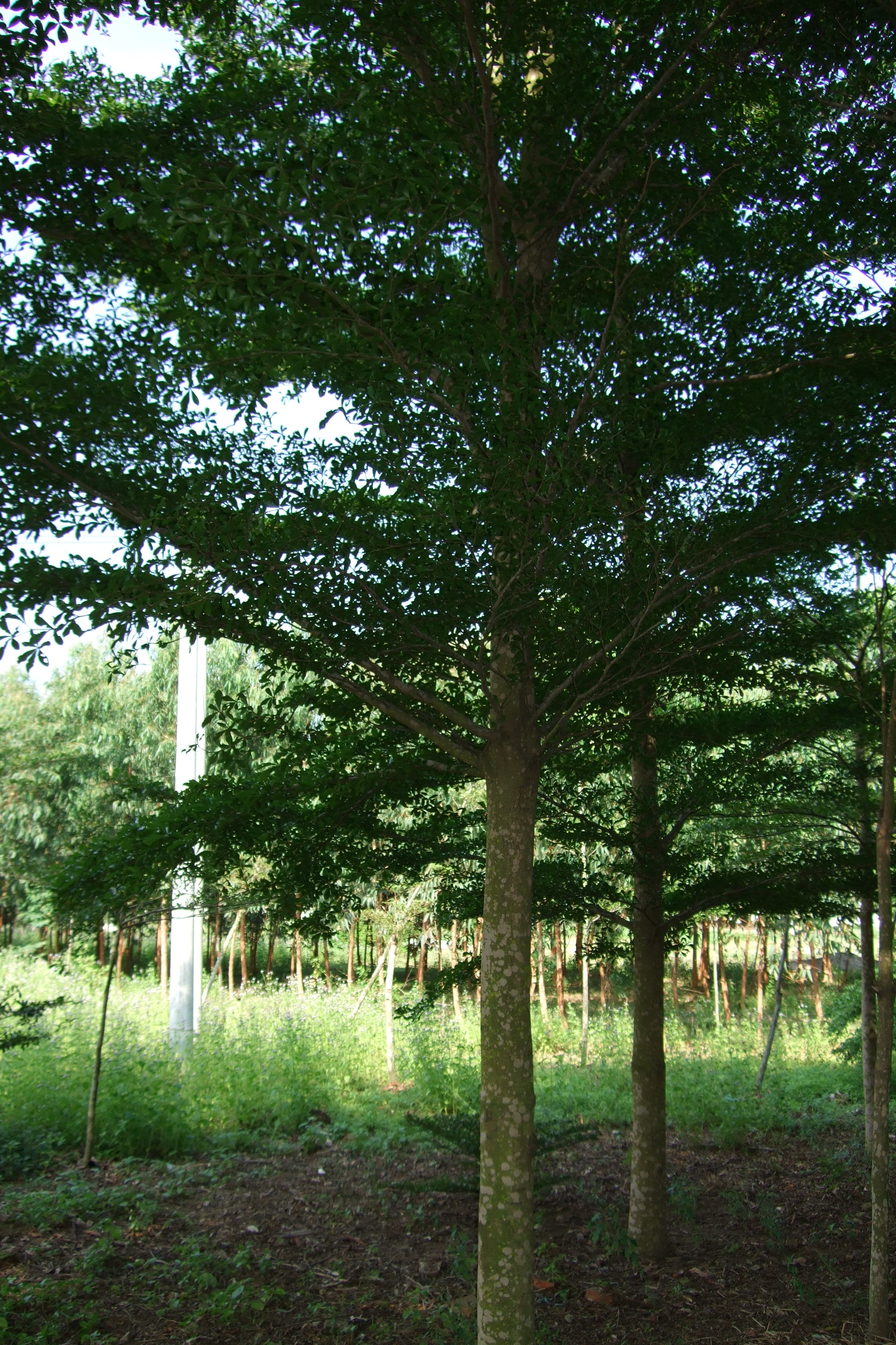 供应小叶榄仁和广西盆架子和桃花芯木园艺场