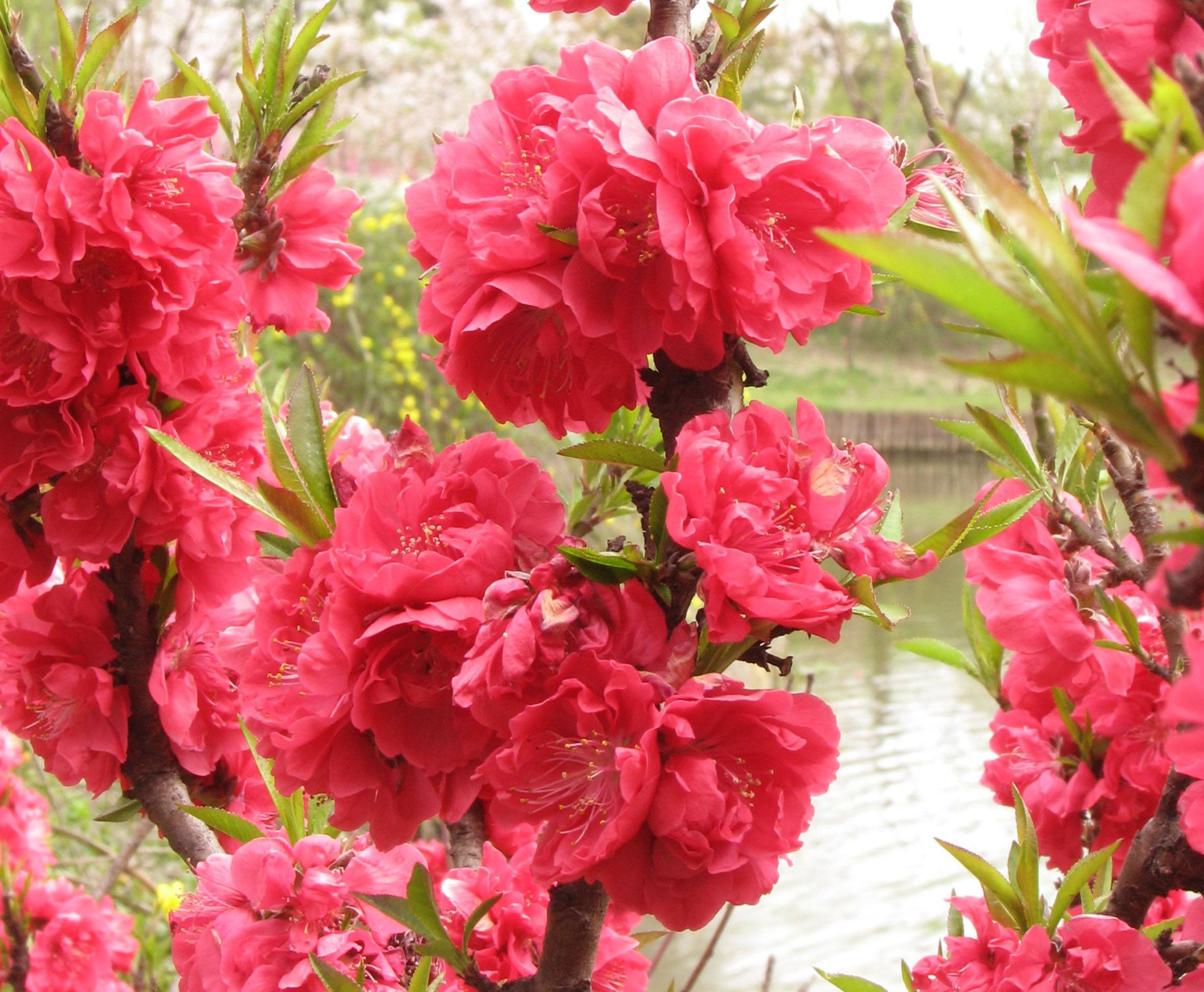 供应桃花苗和茶花树苗和广西桃花树花木基地