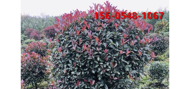 出售冠幅 1米红叶石楠1.2米1.5石楠球苗木基地
