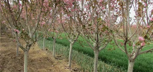 工程绿化苗木 基地直供15公分、18公分高杆樱花树