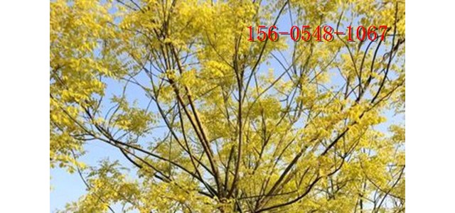 18公分金枝槐-成活率高 带土球发货 规格全