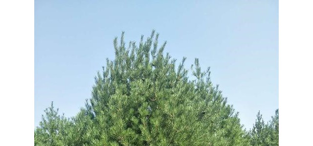 白皮松价格 带土发货易成活 现挖现卖1.5米白皮松