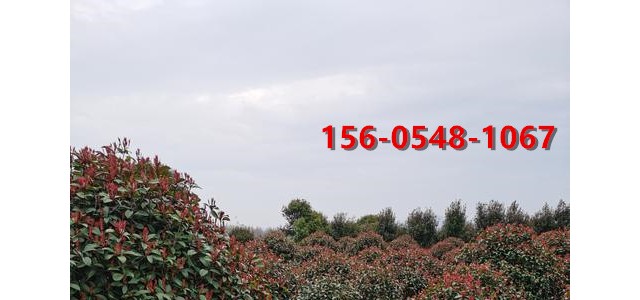 供应60公分-80公分- 1米红叶石楠 发货及时