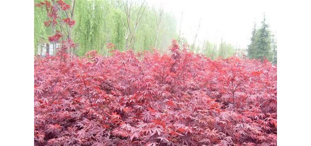 出售绿化风景树 17/18/19公分美国红枫成活率高