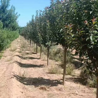 美国红枫树苗 15-18-20-25公分美国红枫