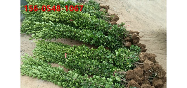 1米北海道黄杨 带土球发货 1.8米北海道黄杨基地