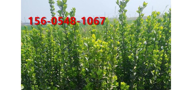 60公分北海道黄杨 常绿灌木北海道黄杨 2米3米种植基地