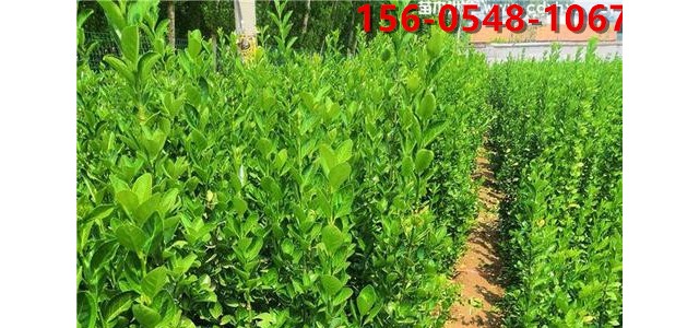 苗圃北海道黄杨  大叶黄杨苗木 常绿灌木 长势好