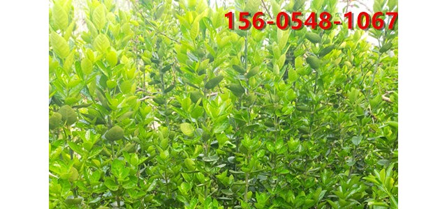 丛生北海道黄杨  观叶树种  1-1.2米北海道黄杨