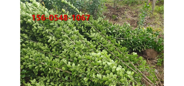 80公分北海道黄杨 成活率高  1米2米高北海道黄杨苗