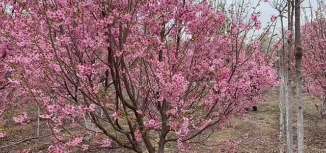 苗木12、15、18公分高杆樱花树 带土球发货 规格全