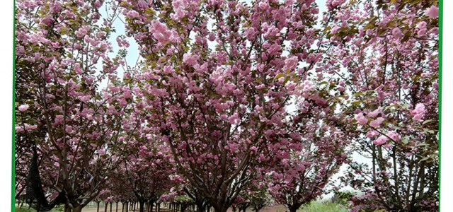 晚樱苗木15、18公分高杆樱花树 山东华荣苗木基地