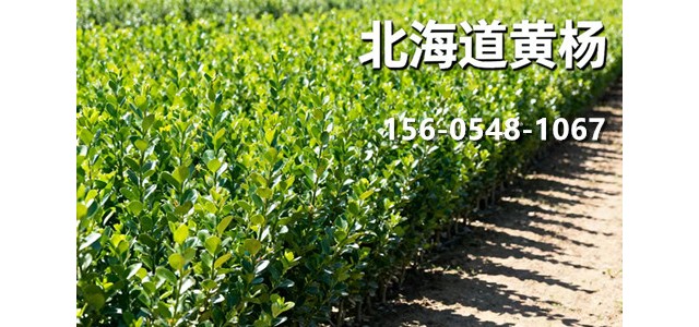 1.5米丛生北海道黄杨 规格齐全 2.5米北海道黄杨