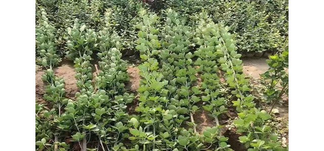 1.2米丛生北海道黄杨小苗 1.8-2米北海道黄杨价格